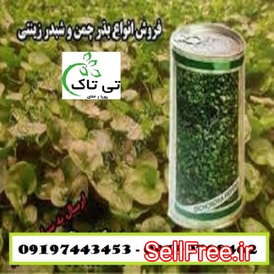 بذر چمن ، بذر شبدر زینتی دایکوندرا - 09190768462